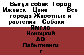 Выгул собак. Город Ижевск › Цена ­ 150 - Все города Животные и растения » Собаки   . Ямало-Ненецкий АО,Лабытнанги г.